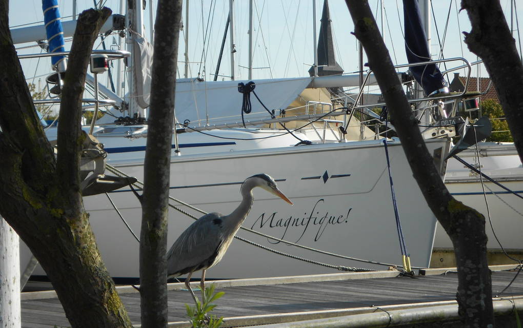 Marrekrite Liegeplätze Friesland